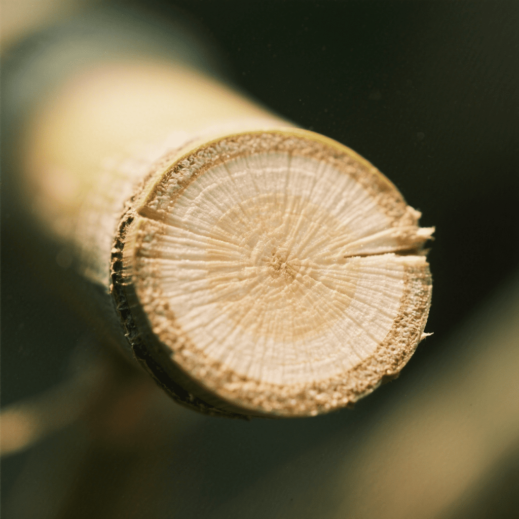 Close-up of a bamboo cross-section in natural light