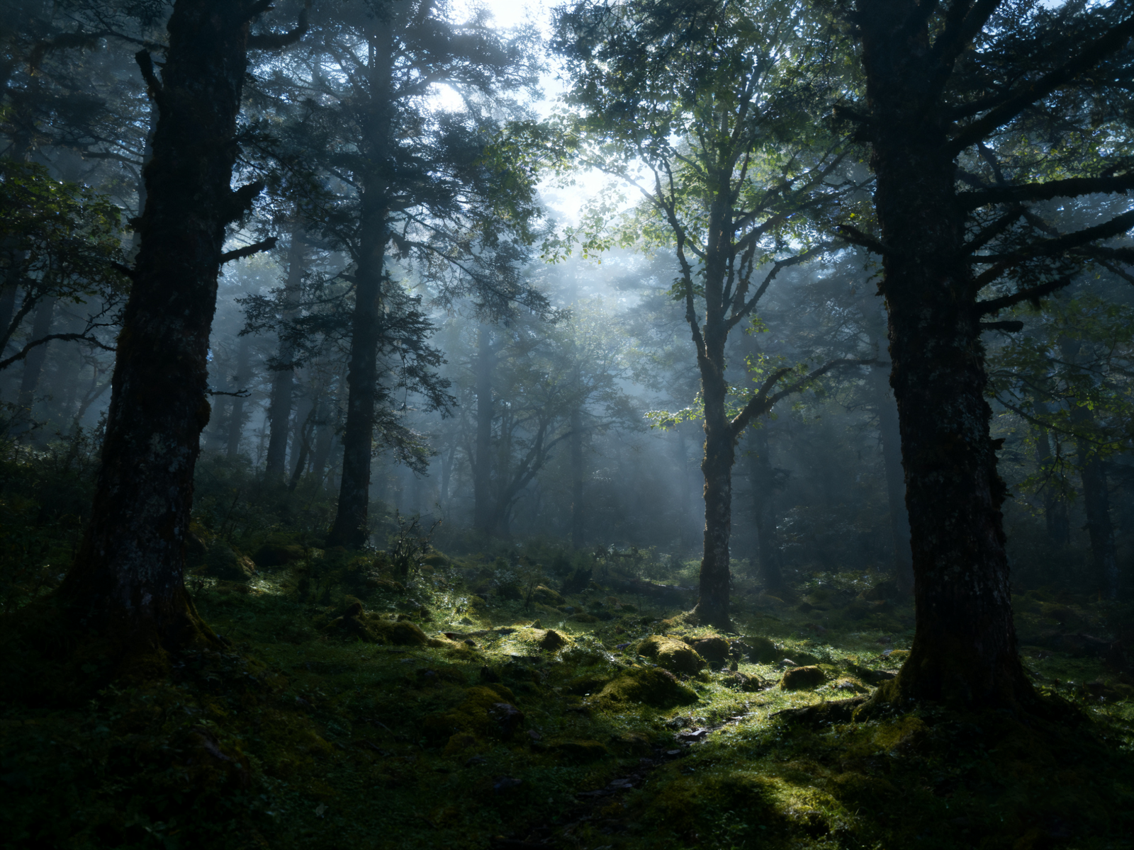 Primeval forests of Shennongjia in low mist; biodiversity and legend meet on damp trails.